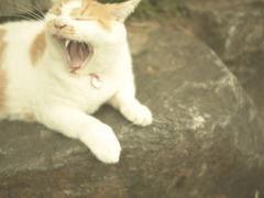 おおあくび