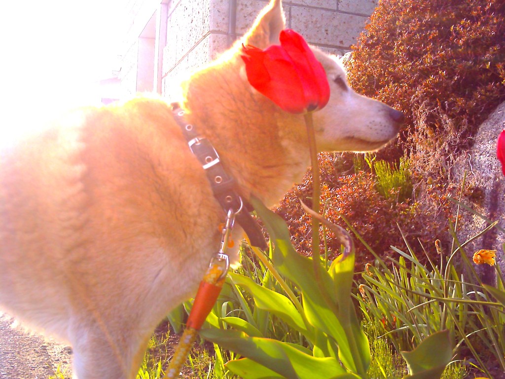 陽と花と愛犬