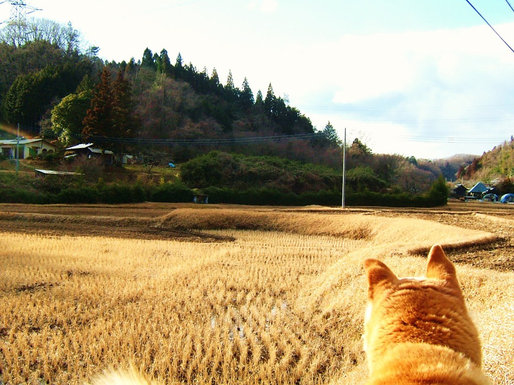 自然