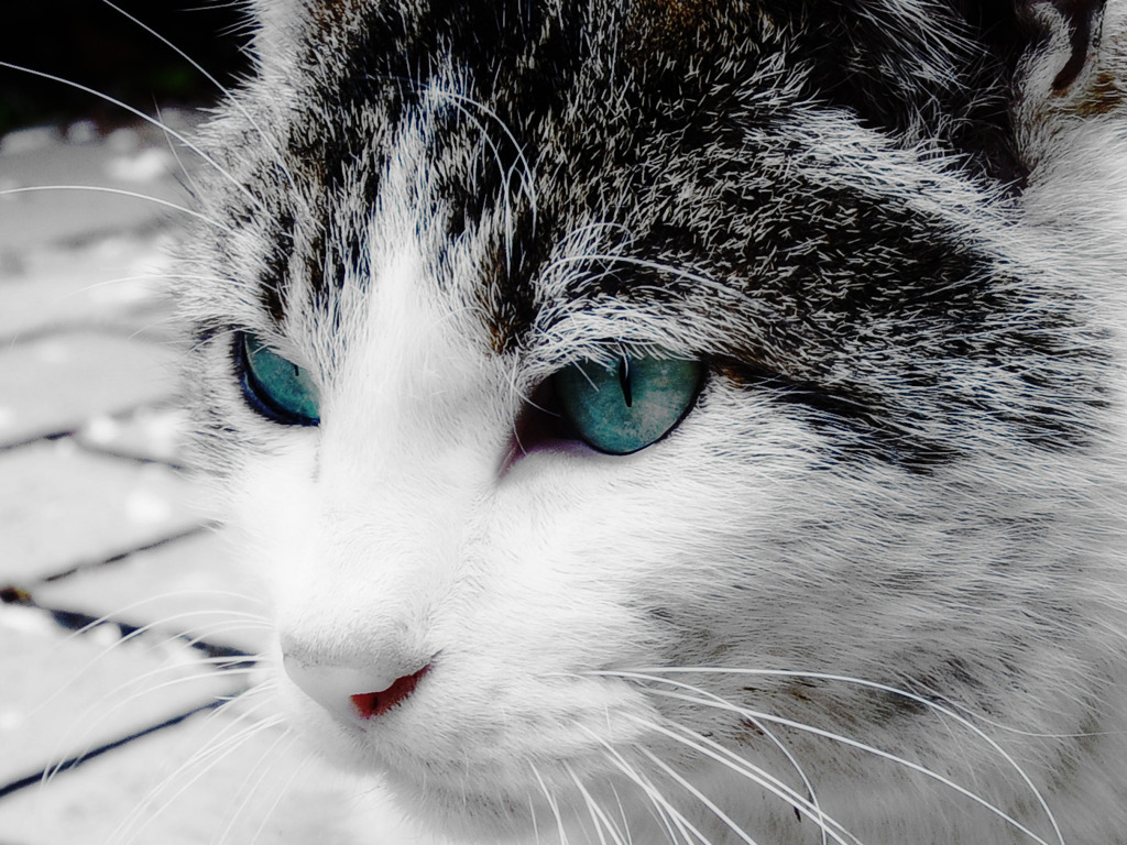 蒼い瞳の猫