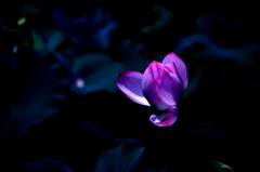 蓮の花