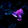 蓮の花