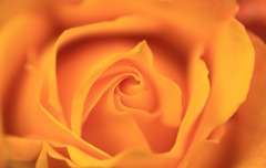 薔薇(黄色)