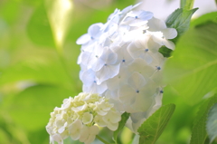 紫陽花