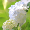 紫陽花
