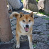 〈犬〉