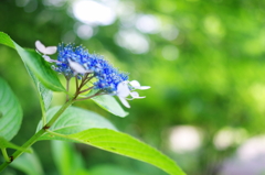 紫陽花