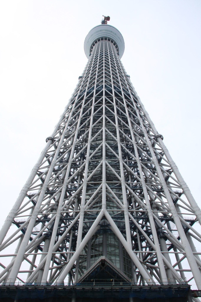 噂のツリー