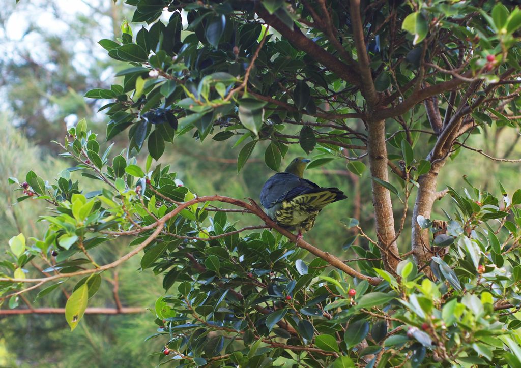 ズアカアオバト