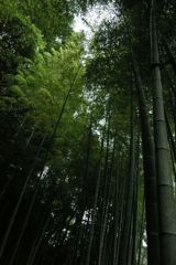 竹