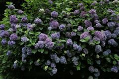 あじさい