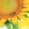 夏のお仕事