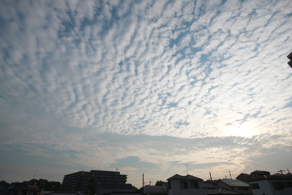 朝雲