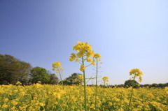 菜の花