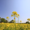 菜の花