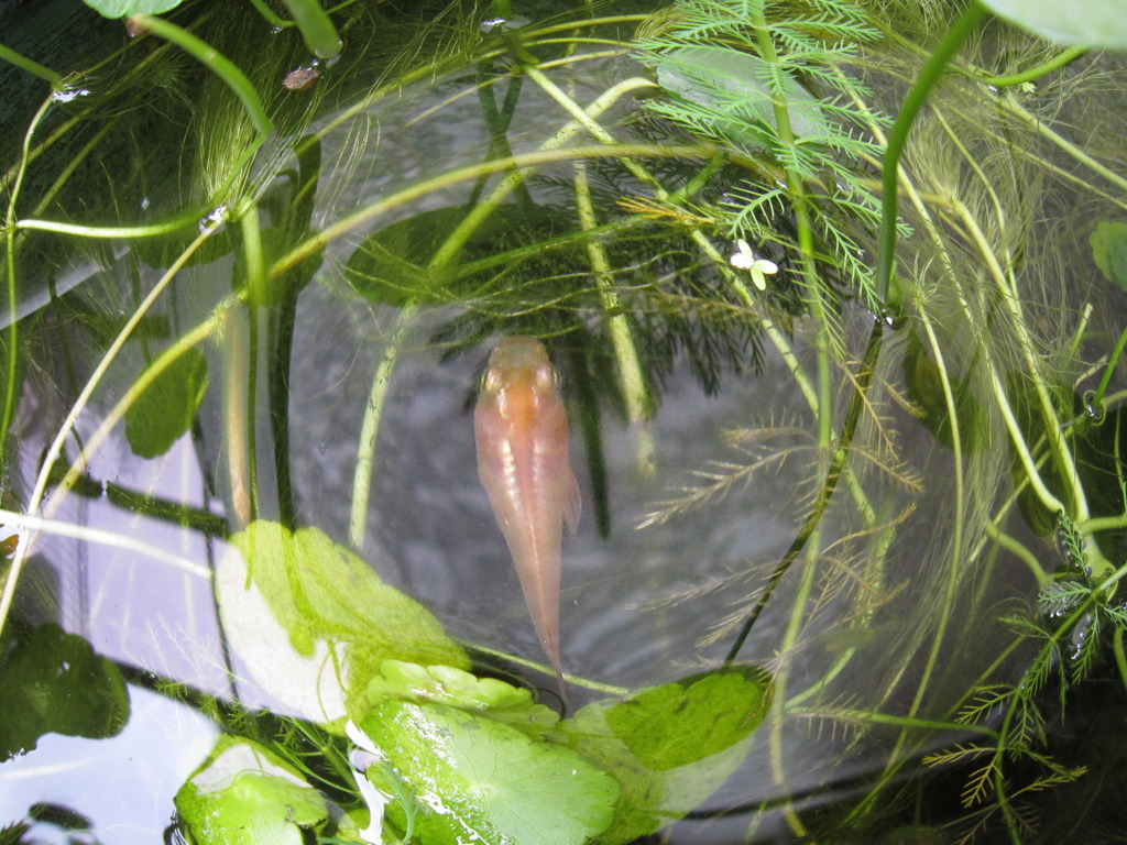 メダカ