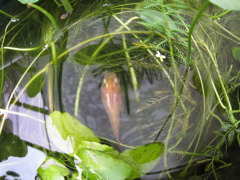 メダカ