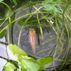 メダカ
