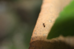 点