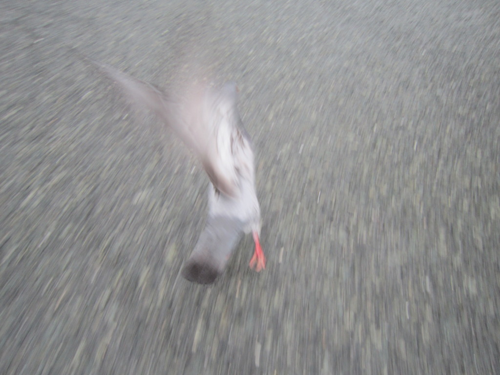 鳩　飛び立つ