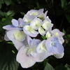 紫陽花
