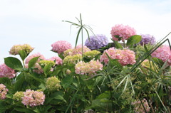 ガレージ脇に咲く紫陽花