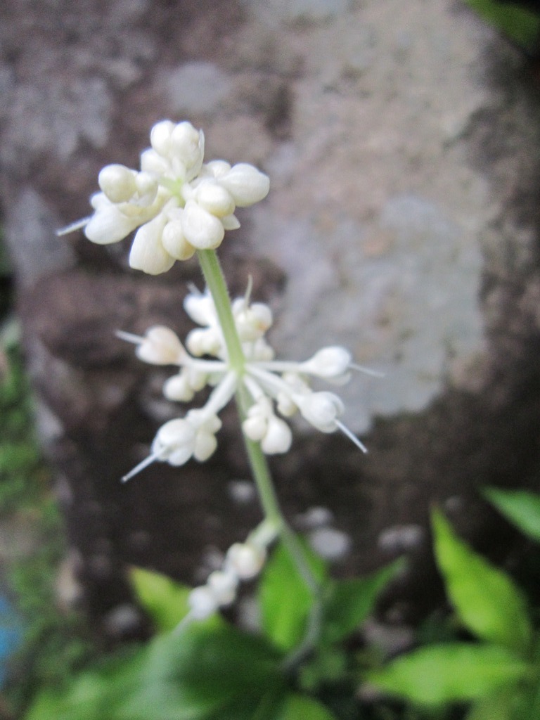 山野草