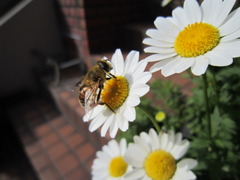 こんな所に好物が。。。。