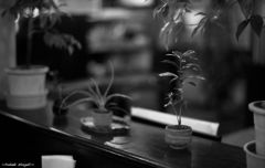 通りすがりPhoto
