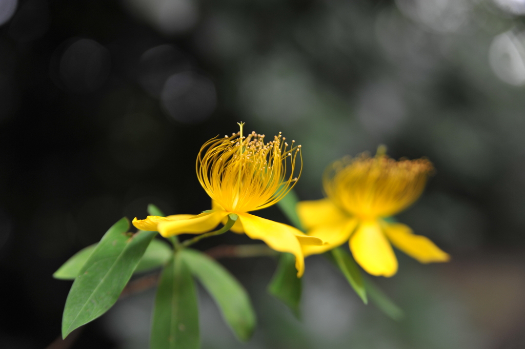 梅雨空の花