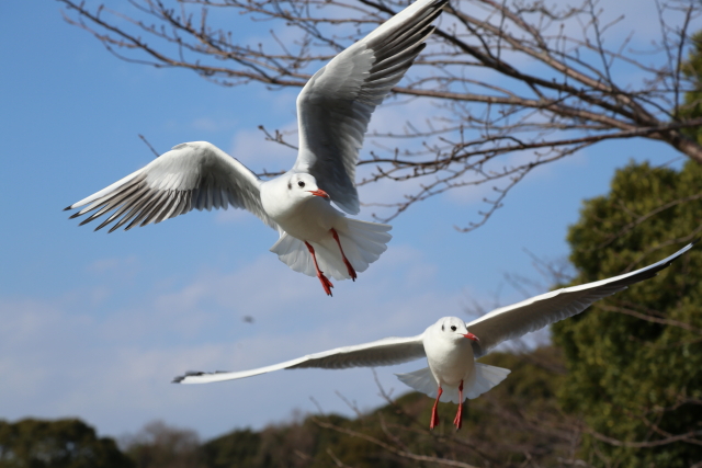 ユリカモメ