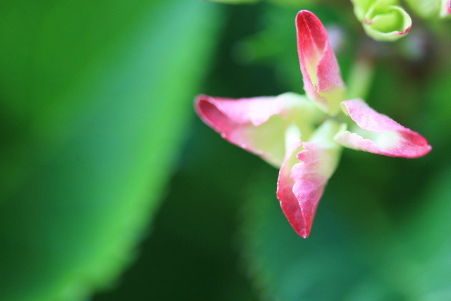 紫陽花