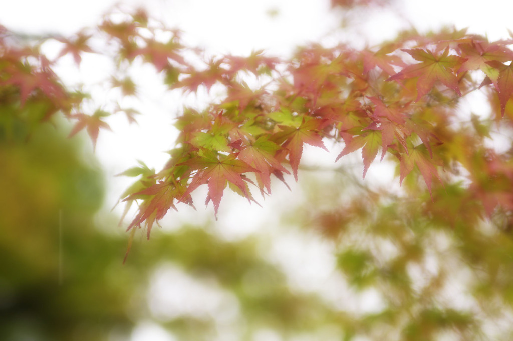 薄紅色