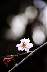 寒桜