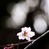 寒桜