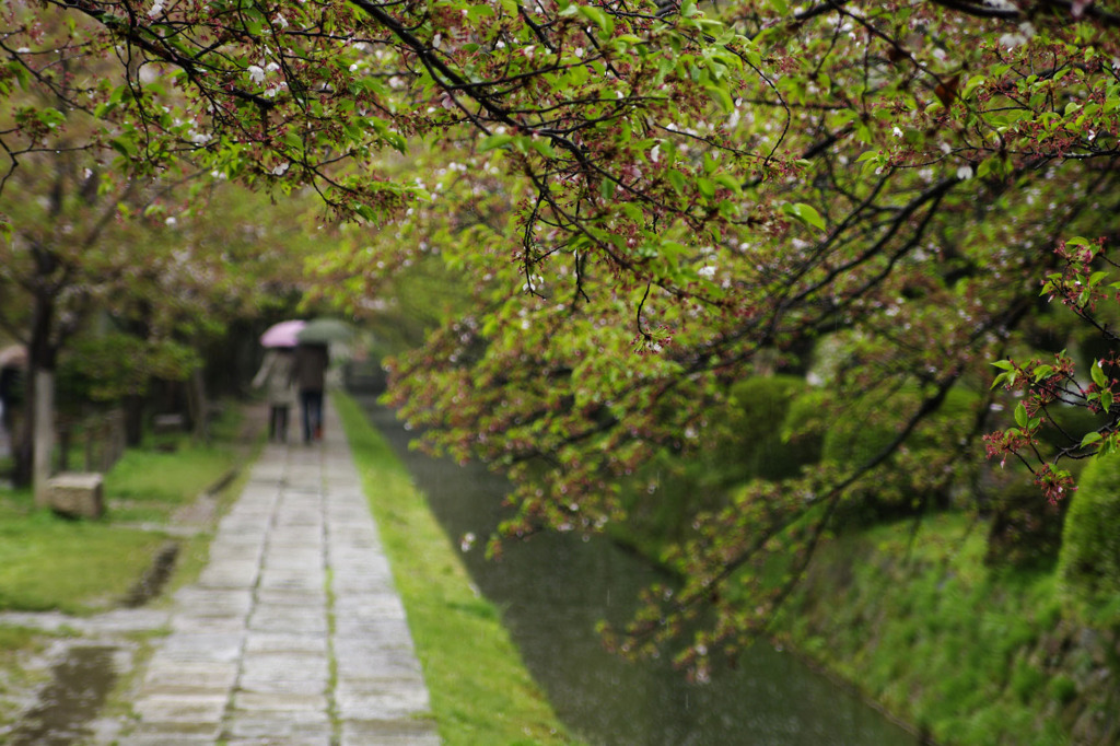 春の雨
