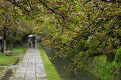 春の雨