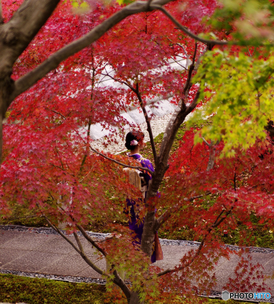 着物と紅葉