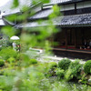 小雨の芙蓉池
