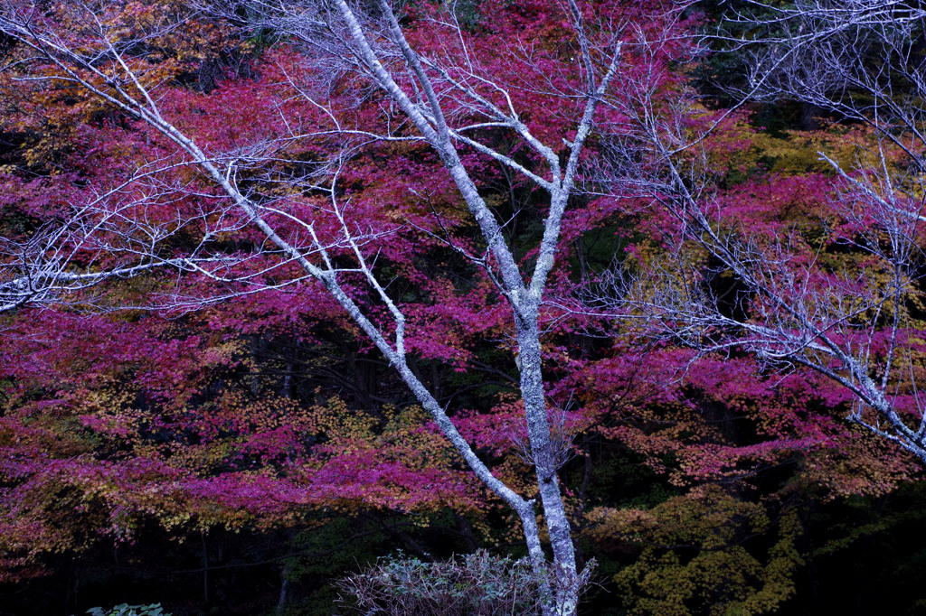 枯れ木と紅葉