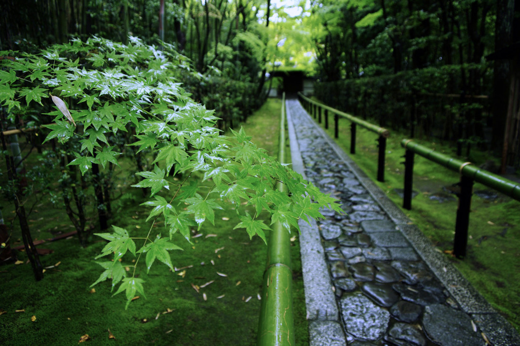 雨の高桐院