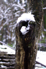 三千院の雪うさぎ