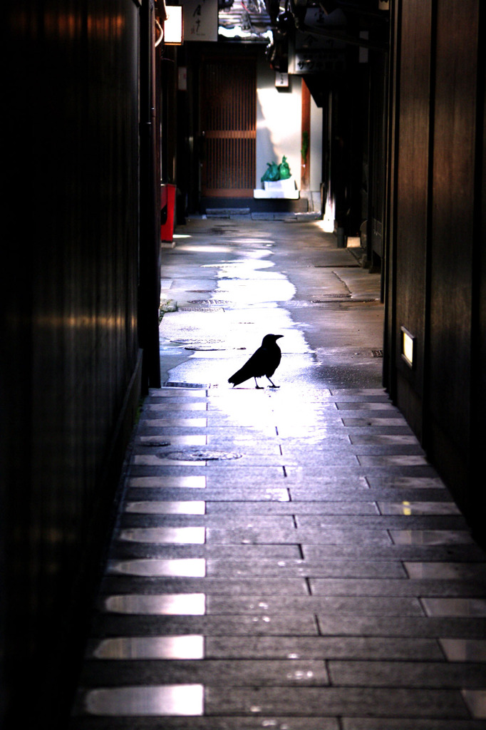 路地とカラス