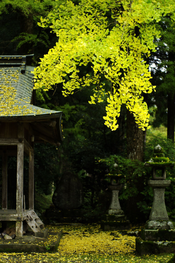 落葉神社～序章