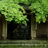 雨の瑠璃光院