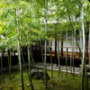竹の壷庭