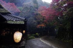 雨の奥嵯峨野Ⅲ