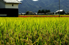 稲と蔵と彼岸花