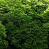 GREEN WORLD