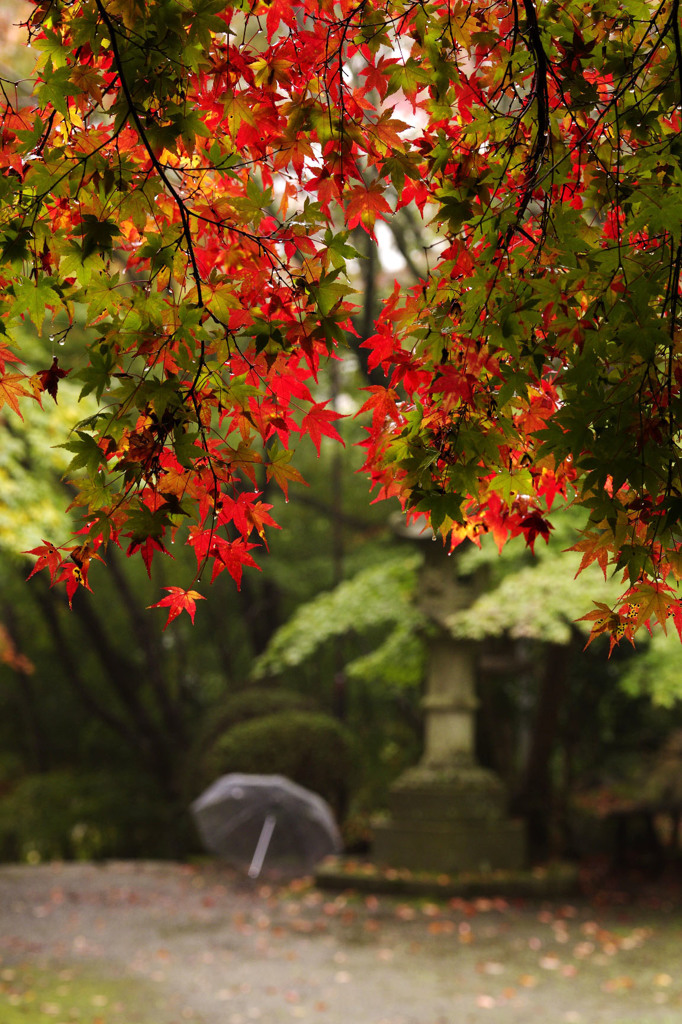 紅葉とビニール傘